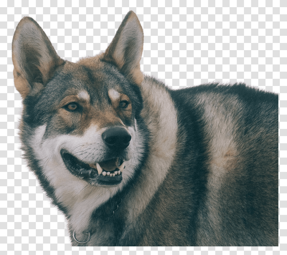 Raven Saarloos Wolfdog, Mammal, Animal, Pet, Canine Transparent Png