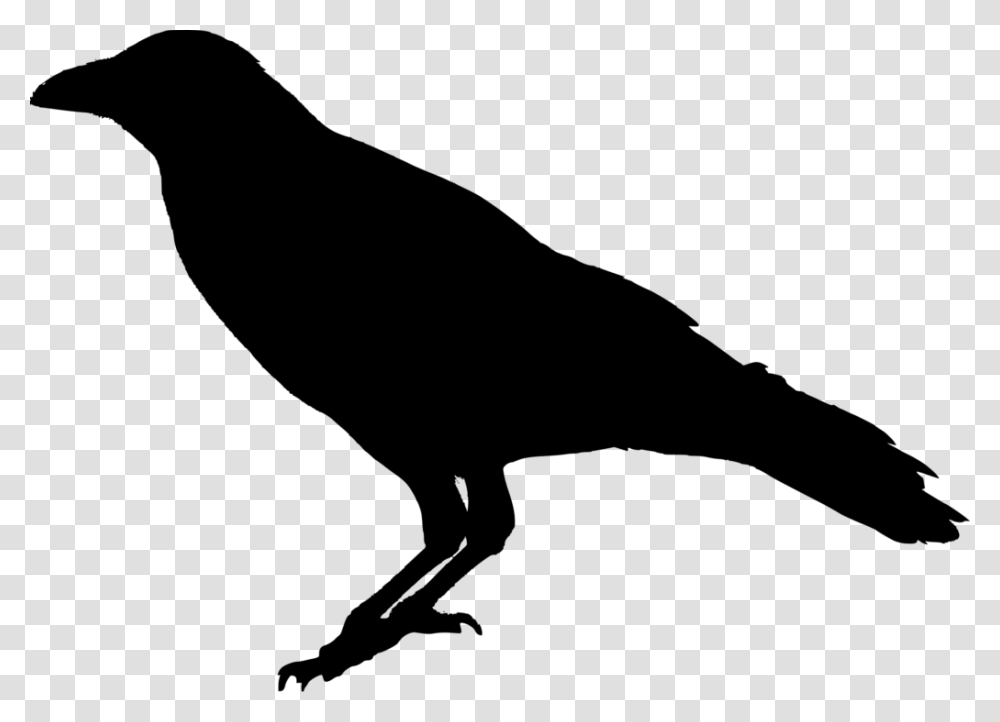 Raven Silhouette Crow Background, Gray, World Of Warcraft Transparent Png