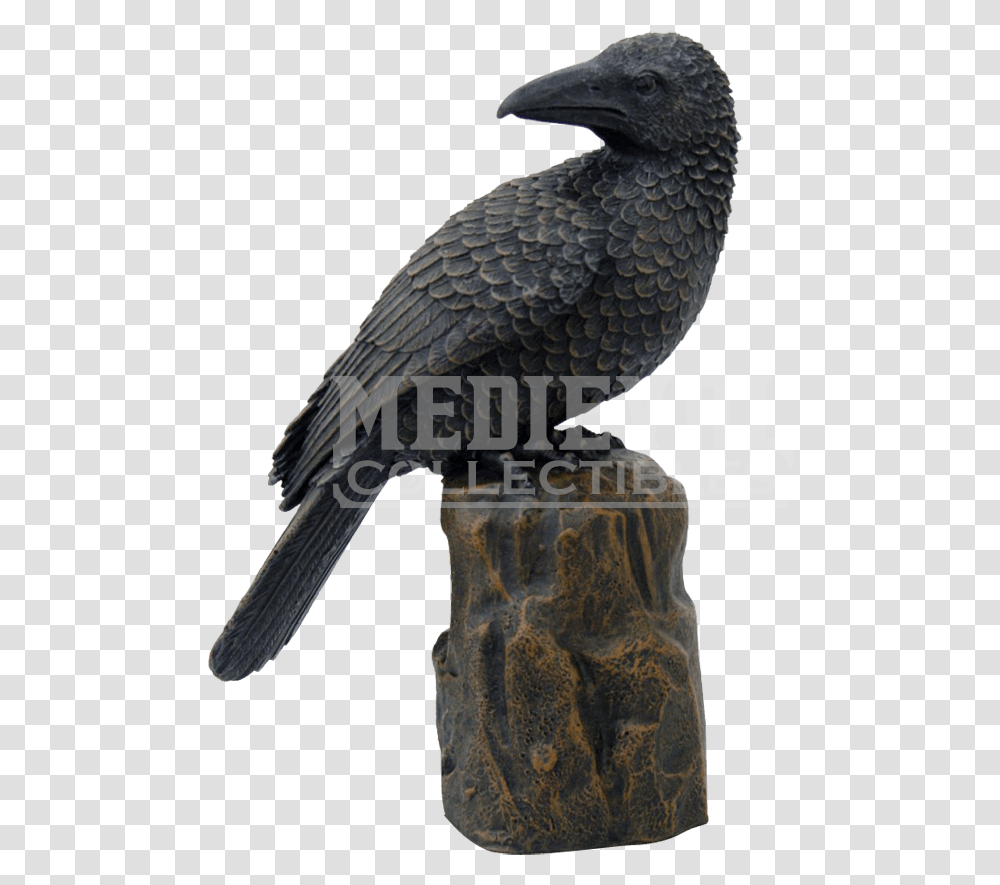 Raven Silhouette Perched American Crow, Bird, Animal, Beak, African Grey Parrot Transparent Png