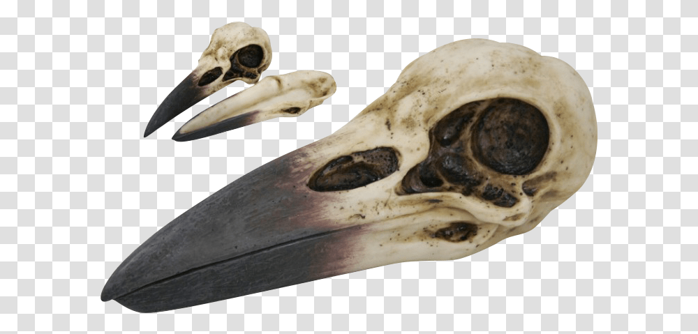 Raven Skull Trinket Box Raven Skull, Skeleton, Animal, Bird, Beak Transparent Png
