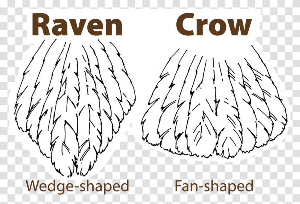 Raven Vs Crow Tail Tell Crows And Ravens Apart, Footwear, Plant Transparent Png