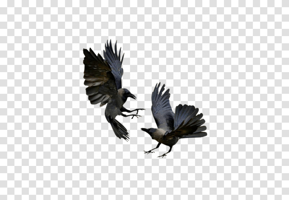 Raven Wings Six Of Crows Bilder Crow Flying, Bird, Animal, Eagle, Kite Bird Transparent Png