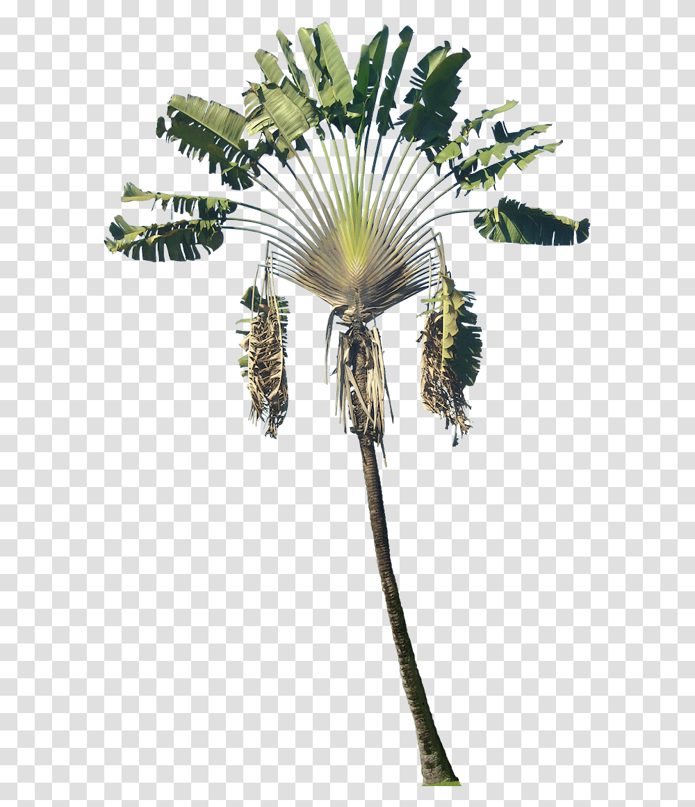 Ravenala Madagascariensis Wood, Plant, Tree, Animal, Wasp Transparent Png