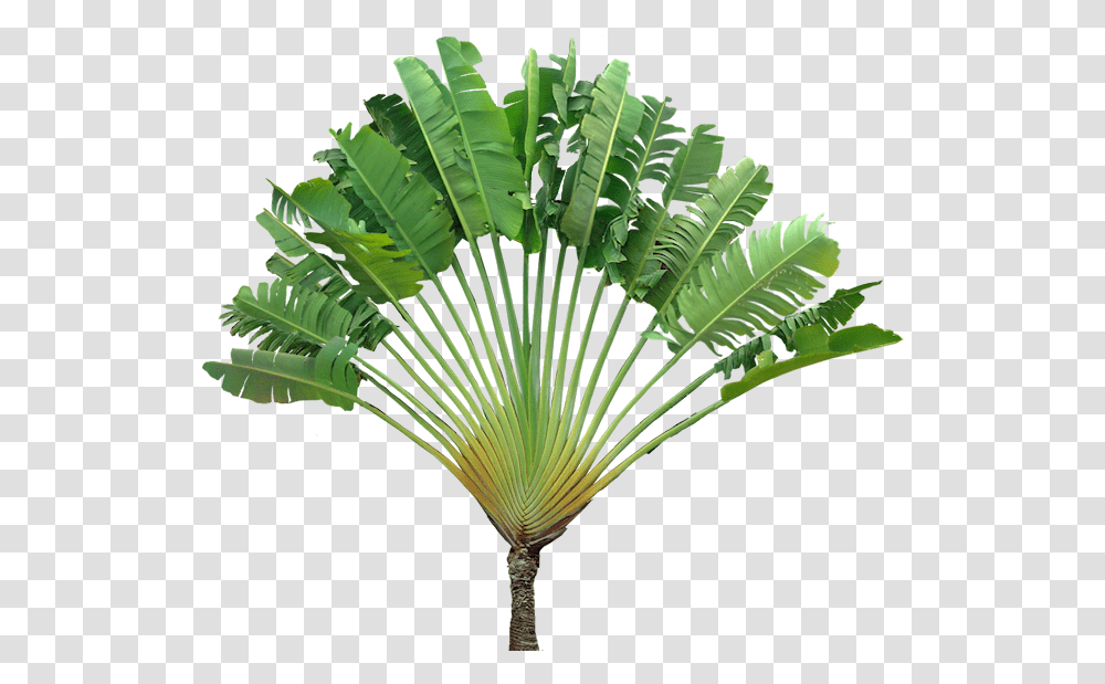 Ravenala, Plant, Green, Palm Tree, Arecaceae Transparent Png