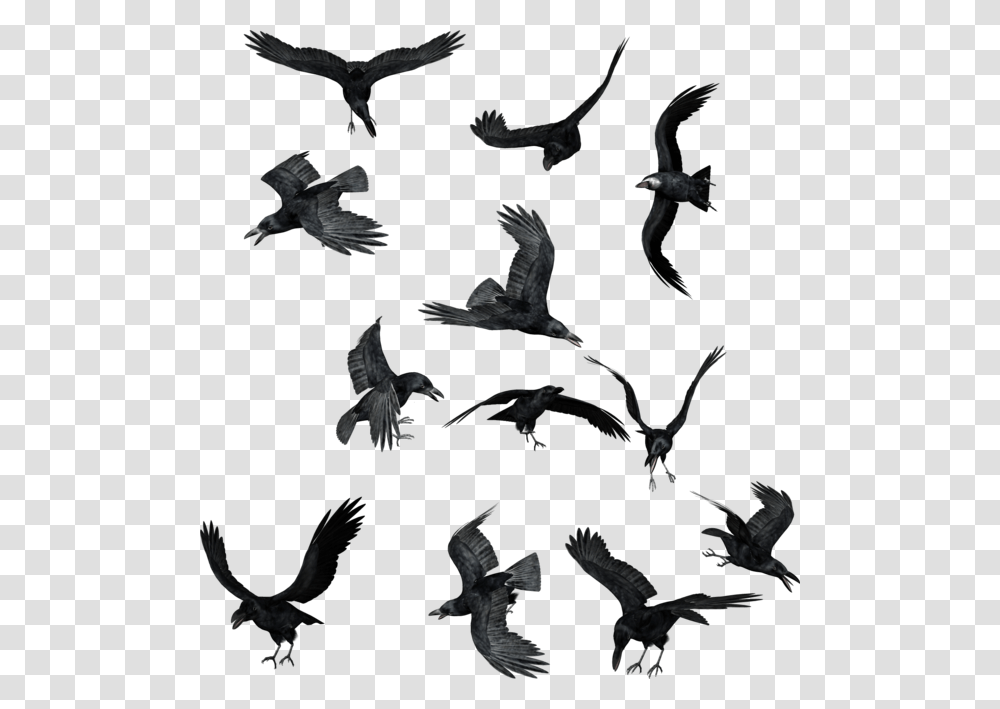 Ravens, Flying, Bird, Animal, Flock Transparent Png