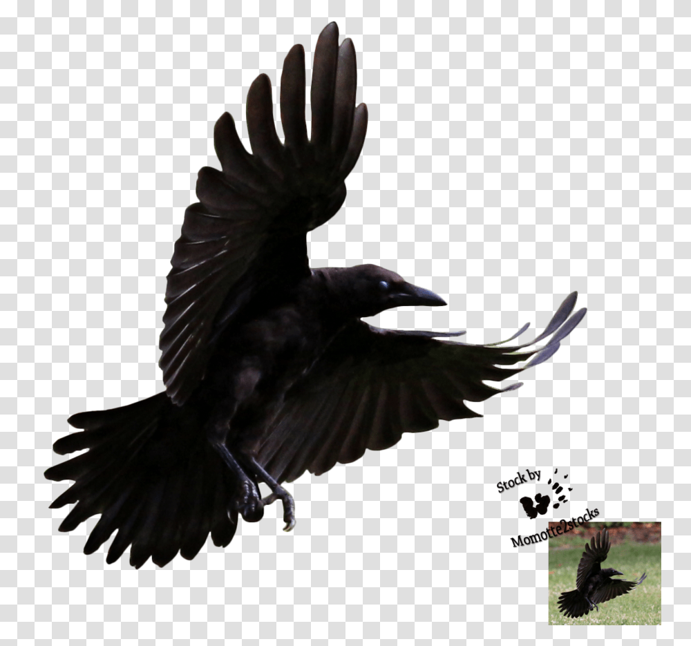 Ravens In Crow Raven, Bird, Animal, Blackbird, Agelaius Transparent Png