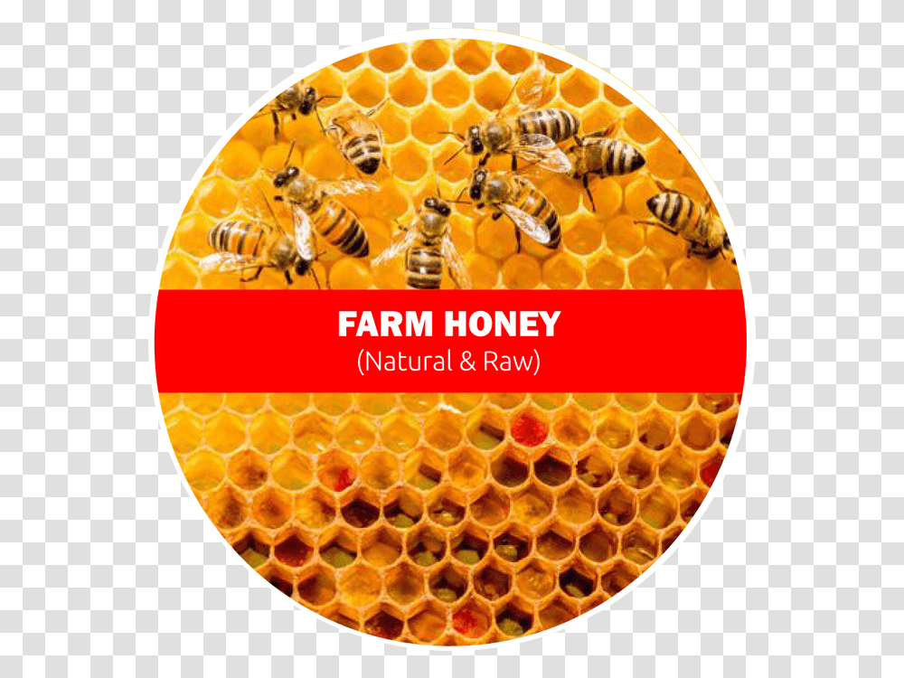 Raw Farm Honey Bees Work Together To Make A Honeycomb, Food, Insect, Invertebrate, Animal Transparent Png