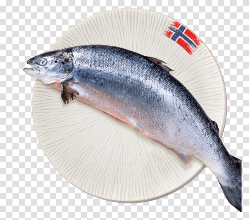Raw Fish On Plate, Animal, Coho, Sea Life, Herring Transparent Png