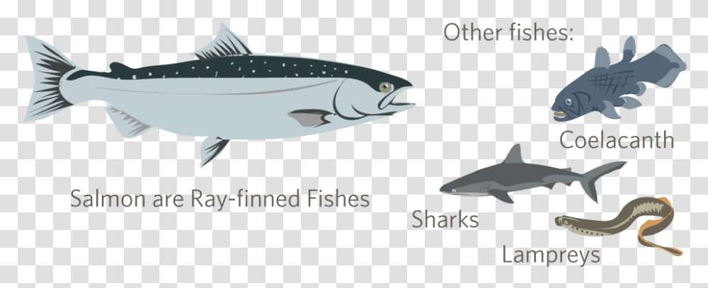 Ray Finned Fish And Shark, Animal, Coho, Tuna, Sea Life Transparent Png