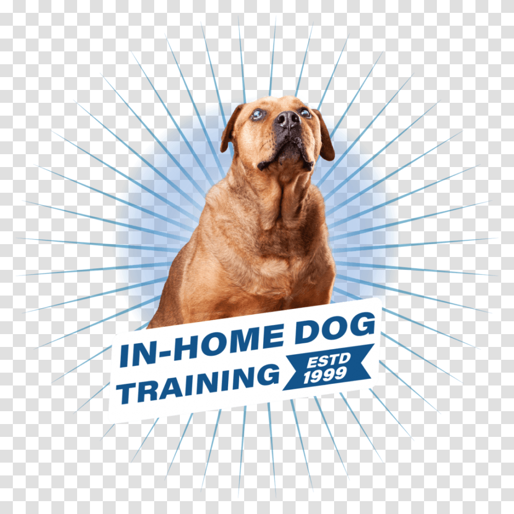 Ray Looking Forward With The In Home Dog Training Text, Pet, Canine, Animal, Mammal Transparent Png