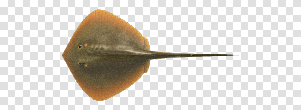 Ray Rae Fish, Car, Vehicle, Transportation, Automobile Transparent Png