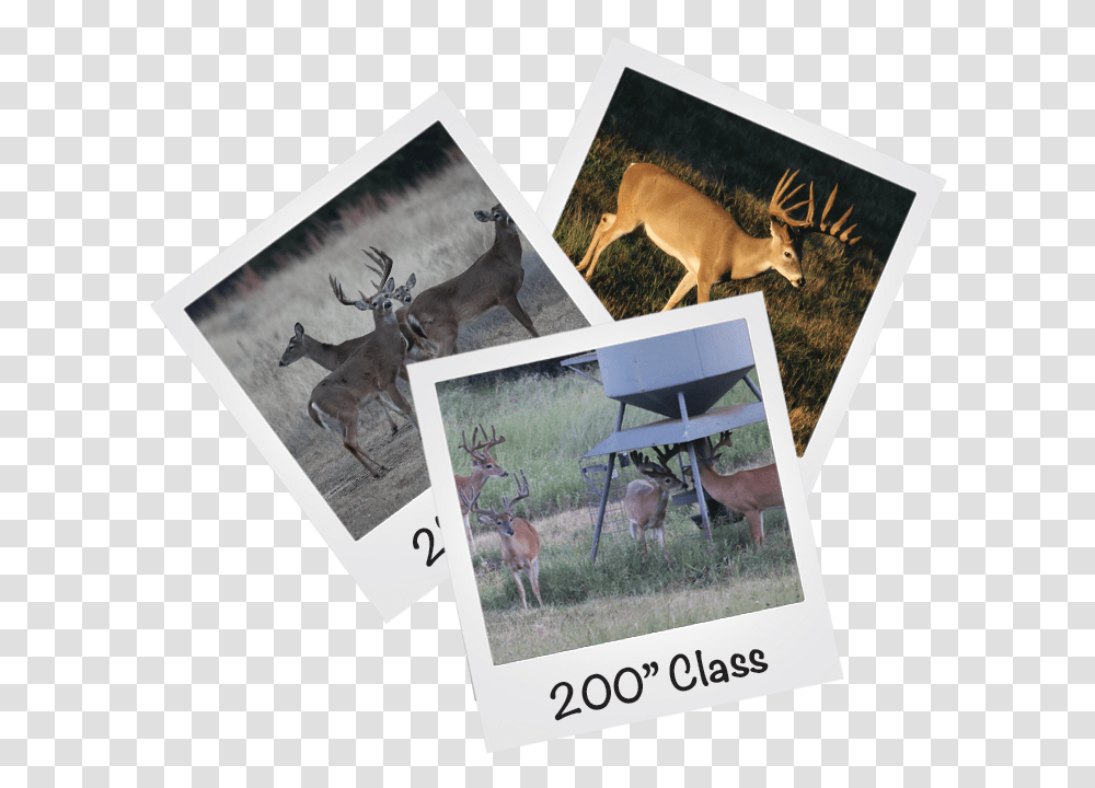 Rayonier Polaroids Elk, Kangaroo, Mammal, Animal, Wallaby Transparent Png