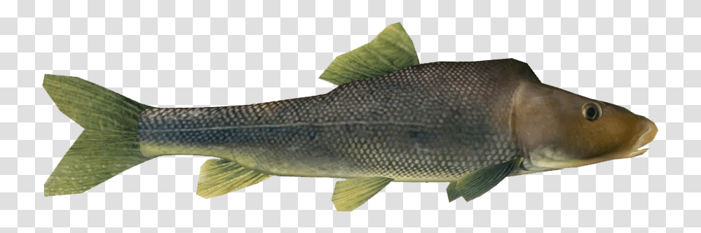 Razorback Sucker Trout, Perch, Fish, Animal Transparent Png