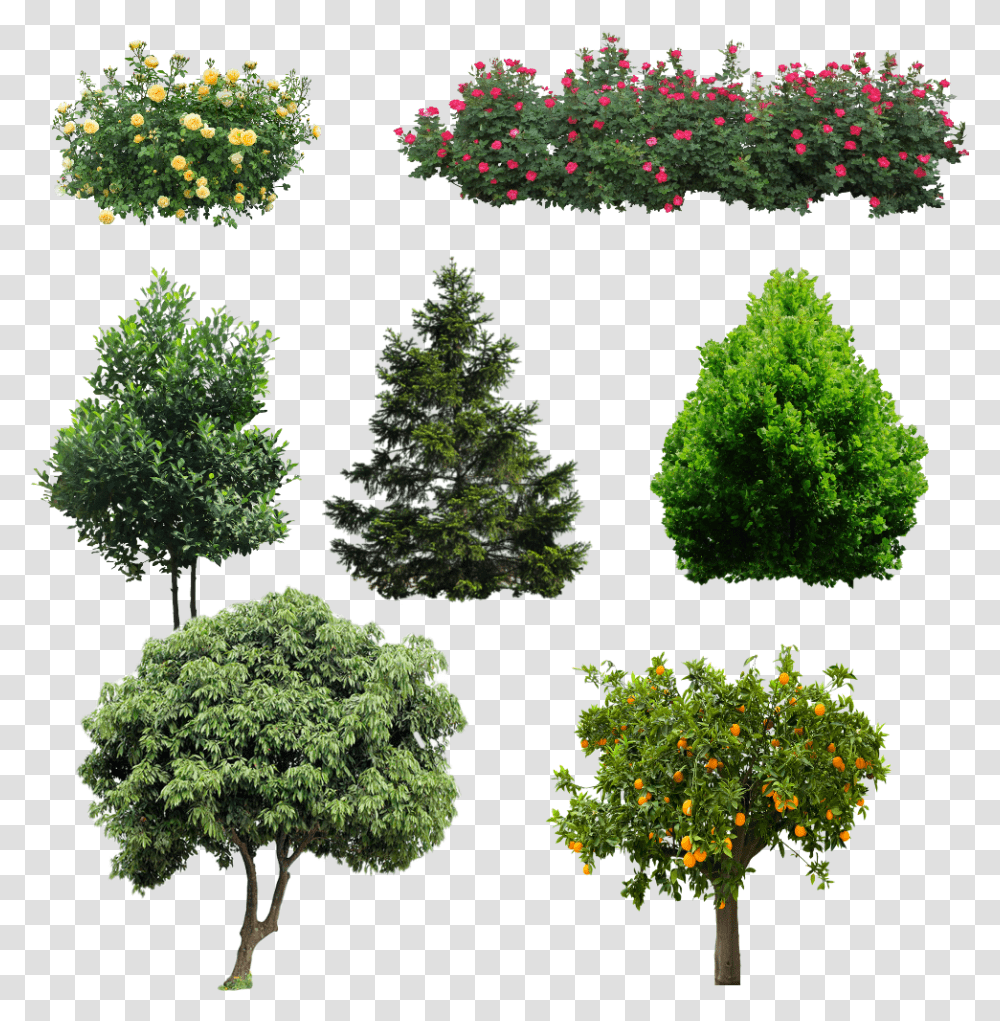 Rbol De Litchi, Tree, Plant, Conifer, Fir Transparent Png