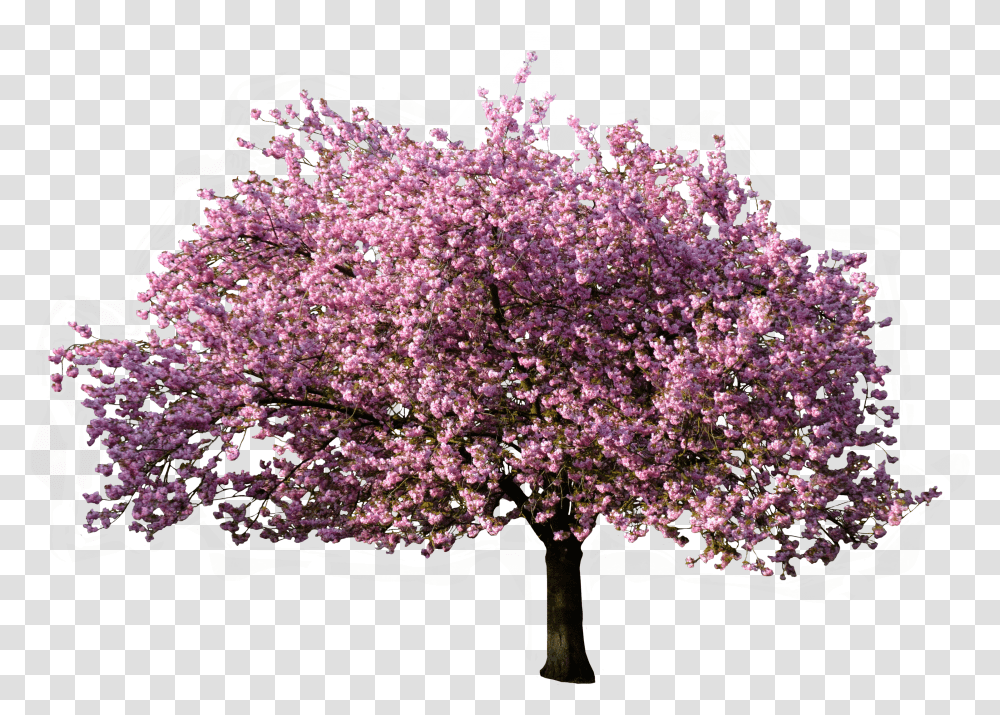 Rbol Floreciendo En Primavera Background Blossom Tree Transparent Png