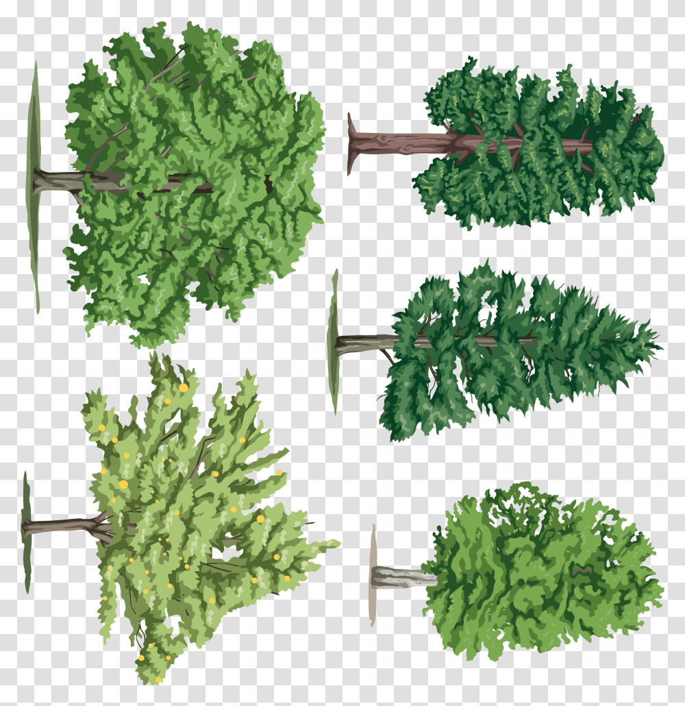 Rbol Leaf Vegetable, Plant, Vegetation, Tree, Vase Transparent Png