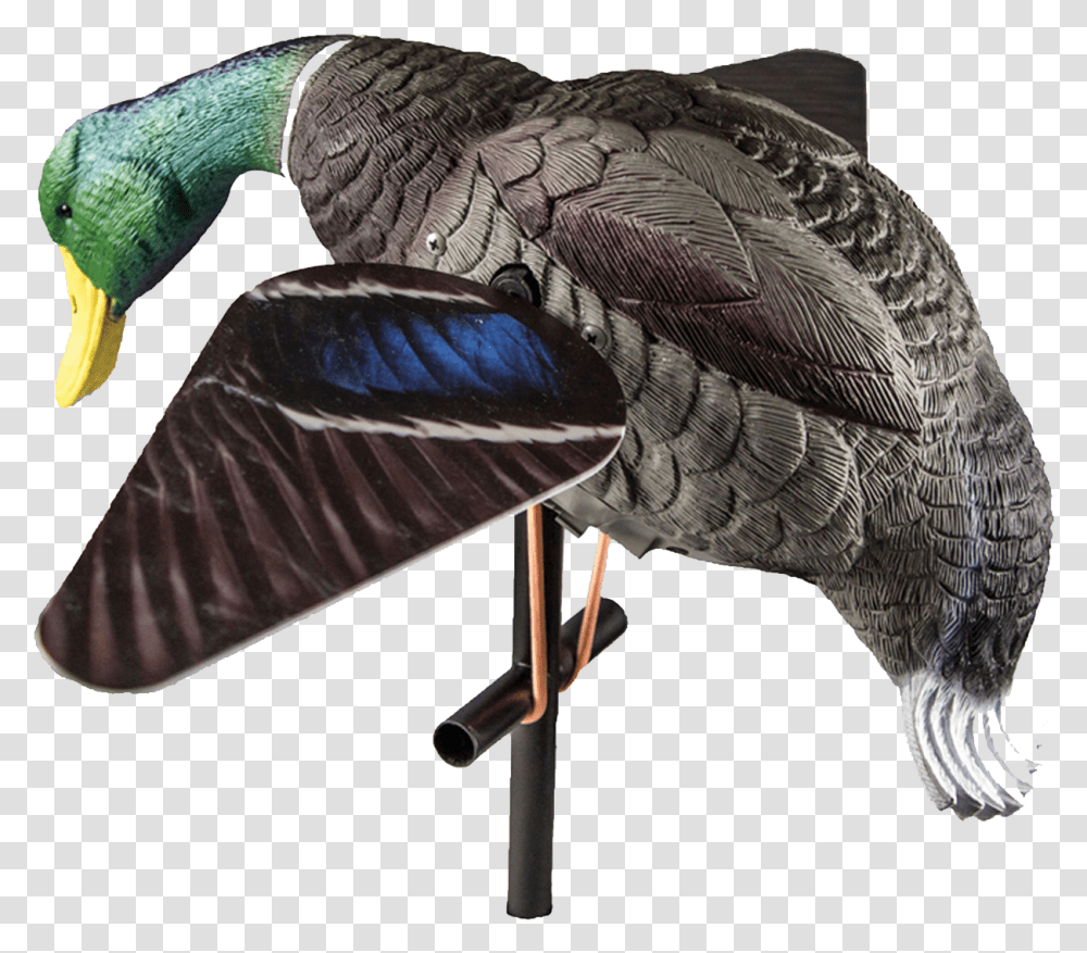 Rdek Mhresi, Animal, Bird, Turtle, Reptile Transparent Png