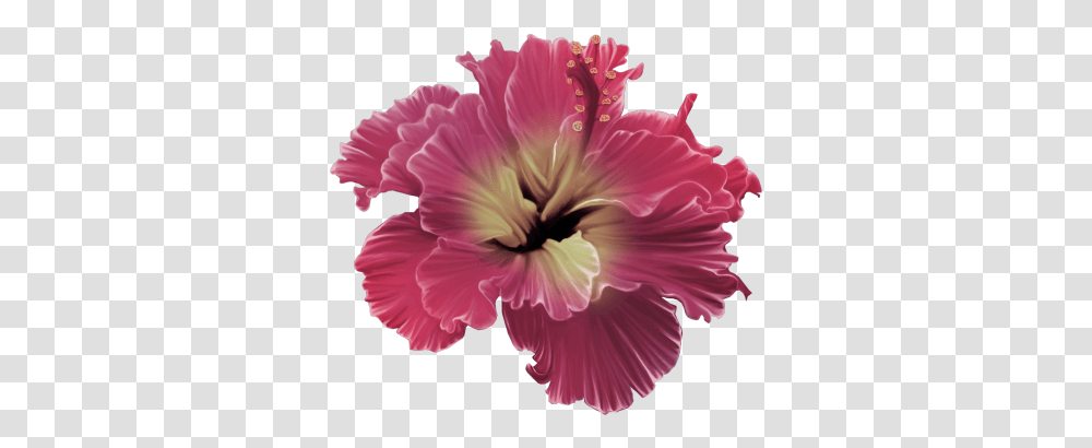 Read It Red Tropical Flower Full Size Download Flores Tropicales, Hibiscus, Plant, Blossom, Anther Transparent Png