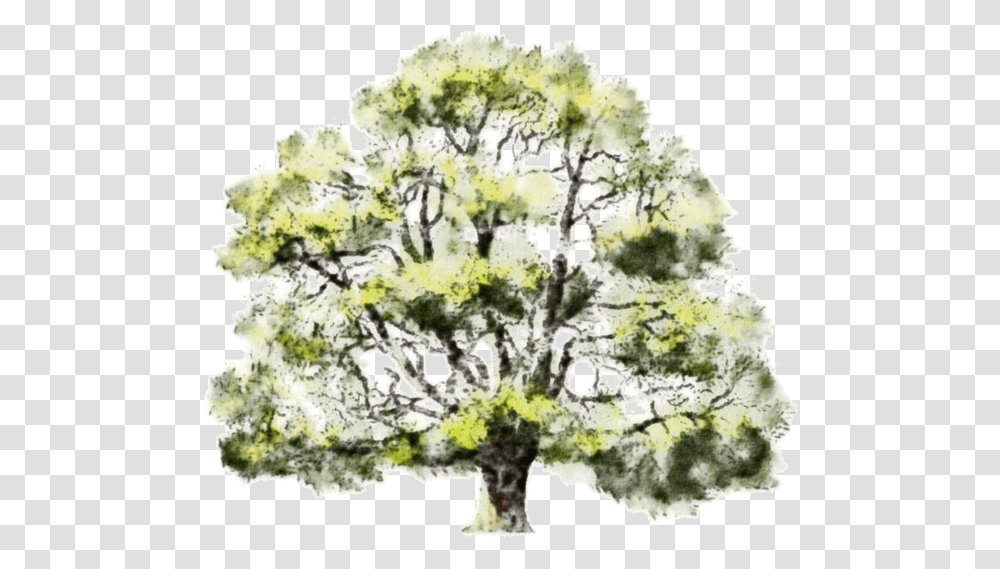 Read It Watercolor Tree Drawing Full Size Watercolor Architecture Trees, Plant, Oak, Sycamore, Tree Trunk Transparent Png