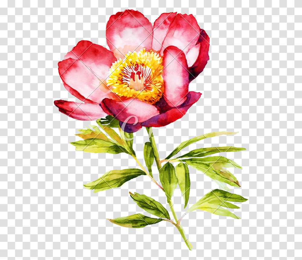 Read Peony Watercolor, Plant, Flower, Blossom, Rose Transparent Png
