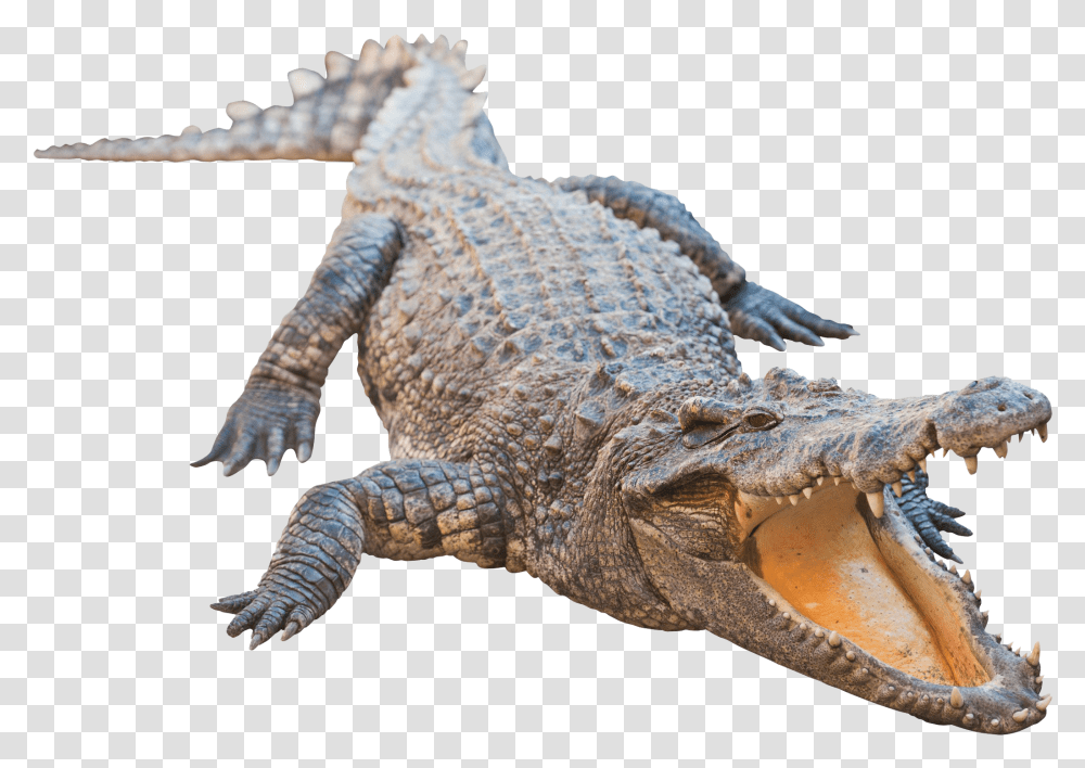 Real Alligator Image Alligator, Lizard, Reptile, Animal, Crocodile Transparent Png