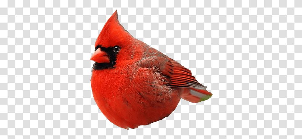 Real Angry Birds Realangrybirds Twitter Angry Bird Real, Animal, Cardinal Transparent Png
