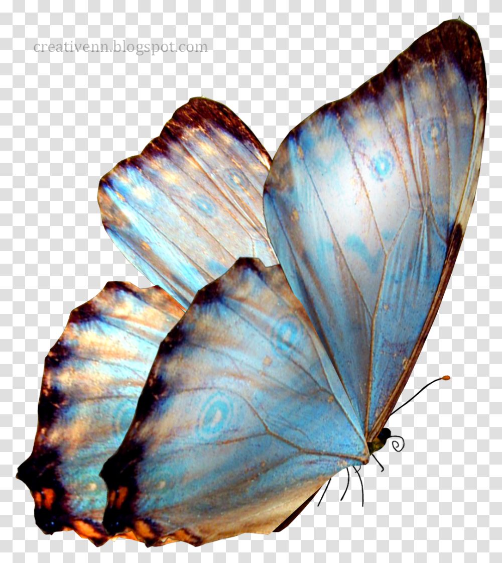 Real Background Butterfly, Bird, Animal, Veins, Insect Transparent Png