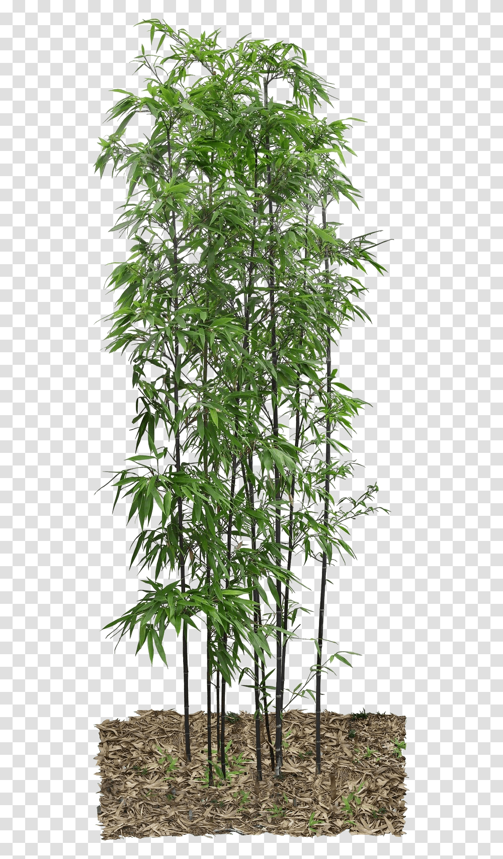 Real Bamboo Tree Images Bamboo, Plant, Vegetation, Bush, Potted Plant Transparent Png