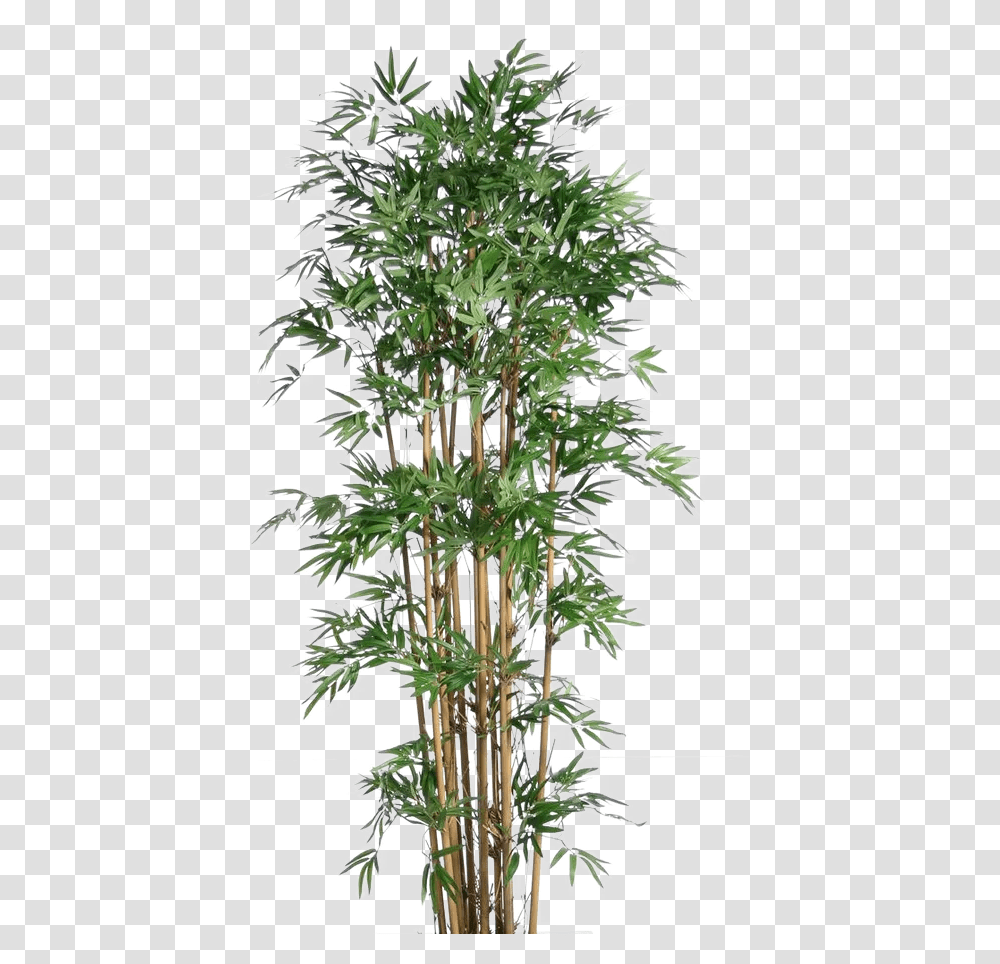 Real Bamboo Tree Images Bamboo Plants Free, Vegetation, Leaf, Bush, Flower Transparent Png