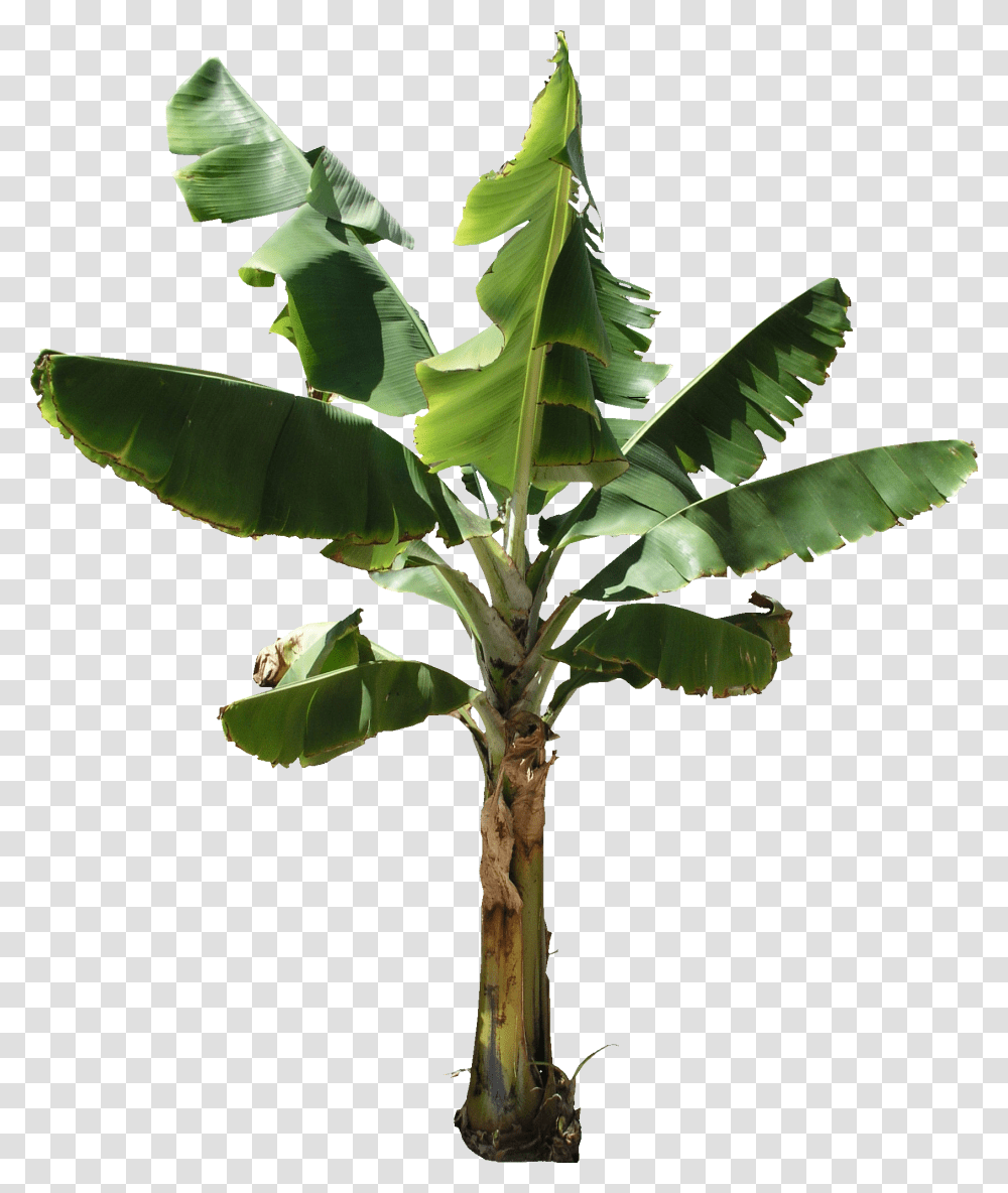 Real Banana Tree, Leaf, Plant, Annonaceae, Palm Tree Transparent Png