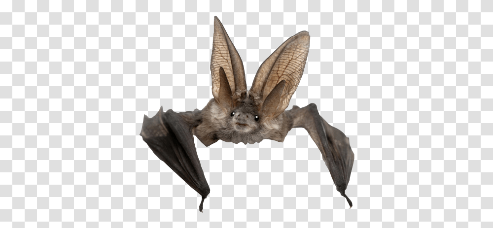Real Bat Background Bat, Wildlife, Animal, Mammal, Bird Transparent Png
