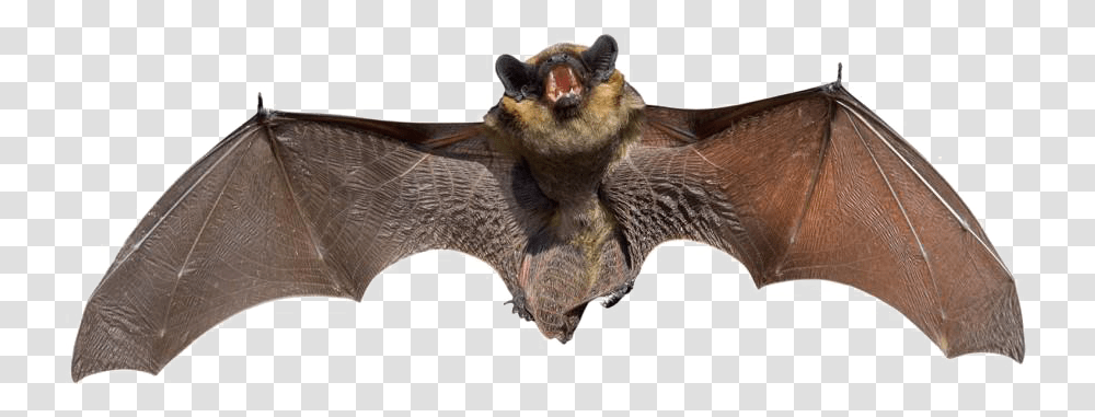Real Bat Background Image Bat, Wildlife, Animal, Mammal, Tent Transparent Png