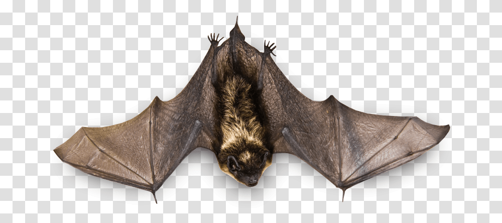 Real Bat, Mammal, Animal, Wildlife, Horse Transparent Png