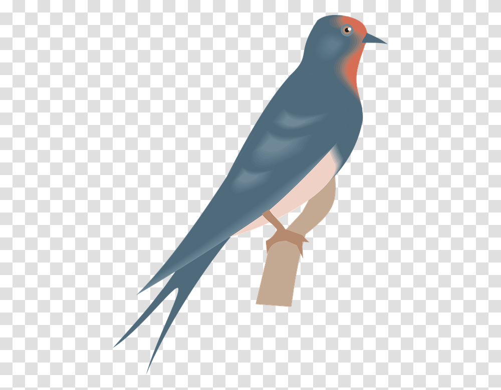 Real Birds Bird English Lesson, Animal, Sword, Swallow, Finch Transparent Png