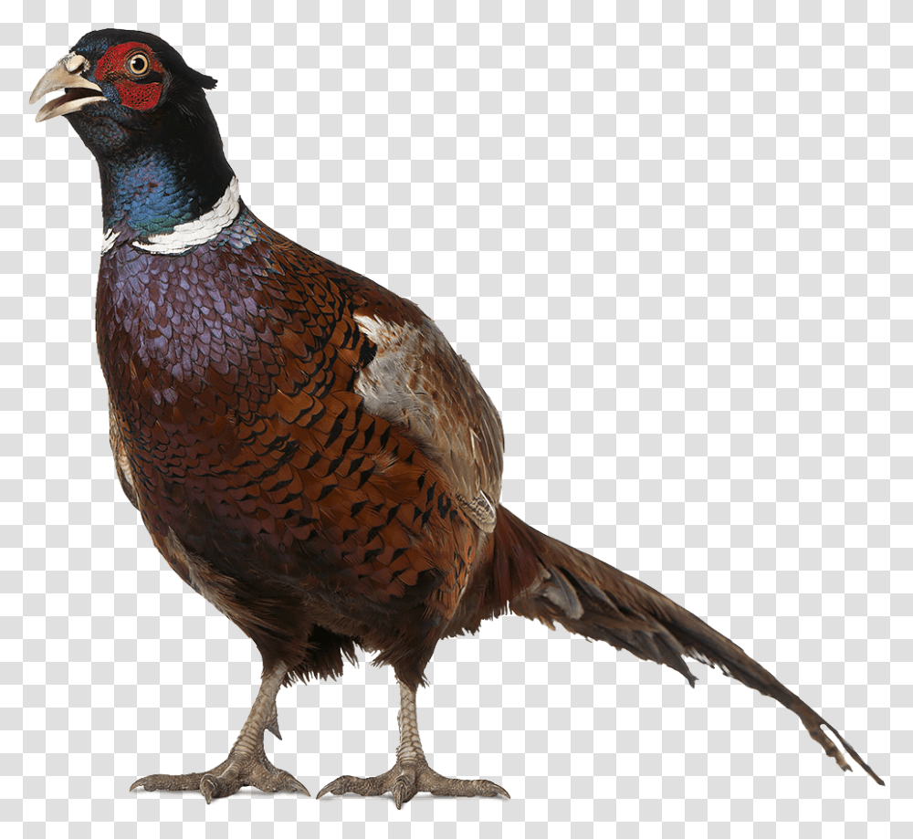 Real Birds Pheasant, Animal Transparent Png