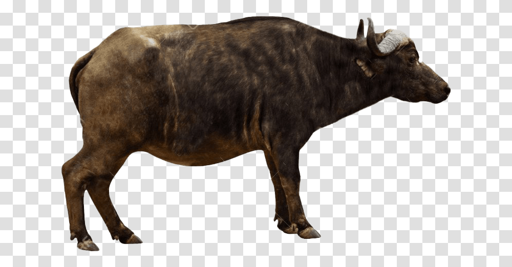 Real Bison Cape Buffalo Side View, Cow, Cattle, Mammal, Animal Transparent Png