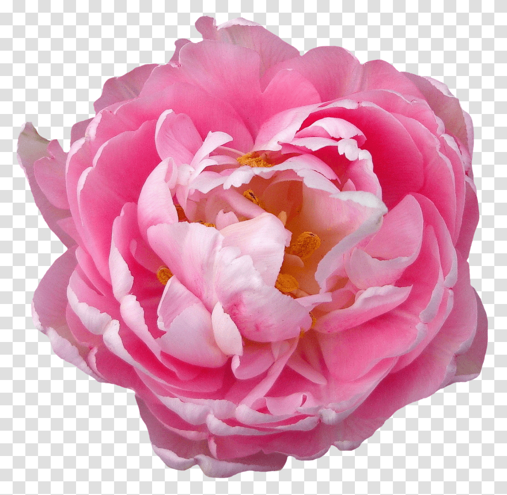 Real Bloom Flower, Rose, Plant, Blossom, Peony Transparent Png