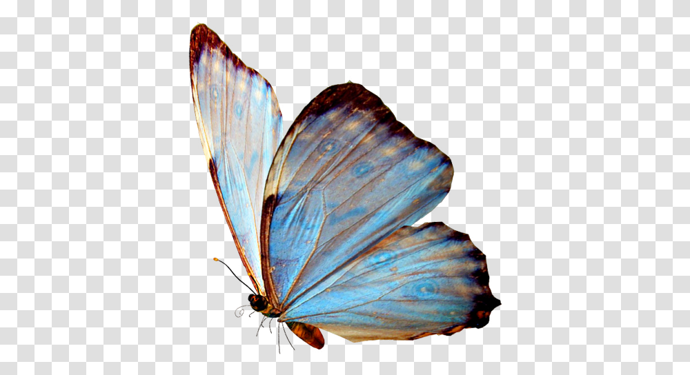 Real Blue Butterfly, Insect, Invertebrate, Animal, Bird Transparent Png
