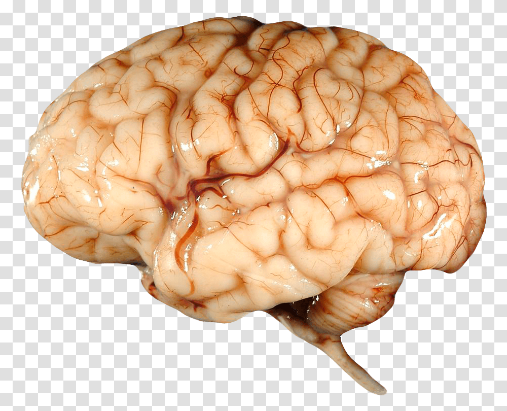 Real Brain Human Brain, Fungus, Accessories, Accessory, Gemstone Transparent Png