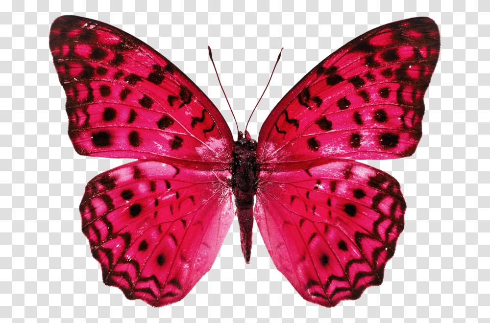 Real Butterfly Hd, Insect, Invertebrate, Animal, Moth Transparent Png