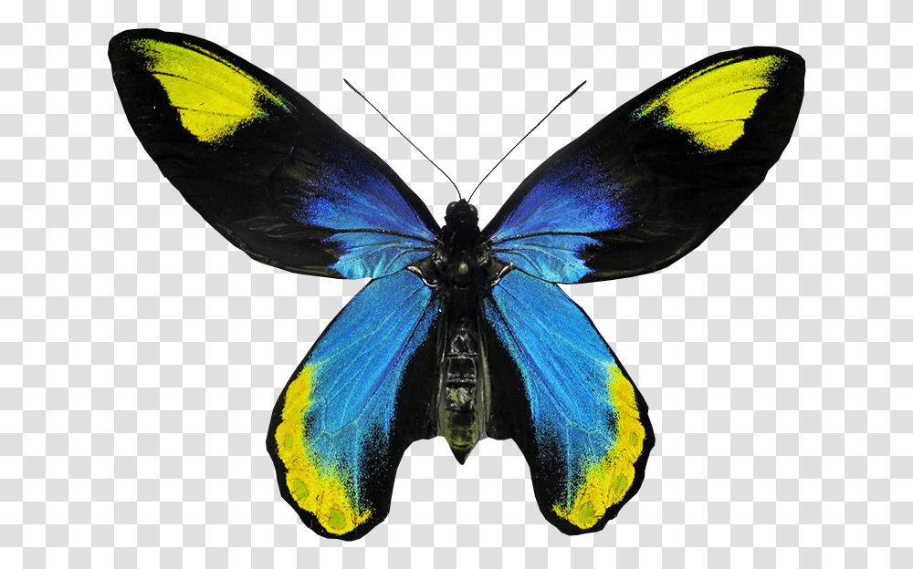 Real Butterfly On Background, Animal, Insect, Invertebrate, Turtle Transparent Png