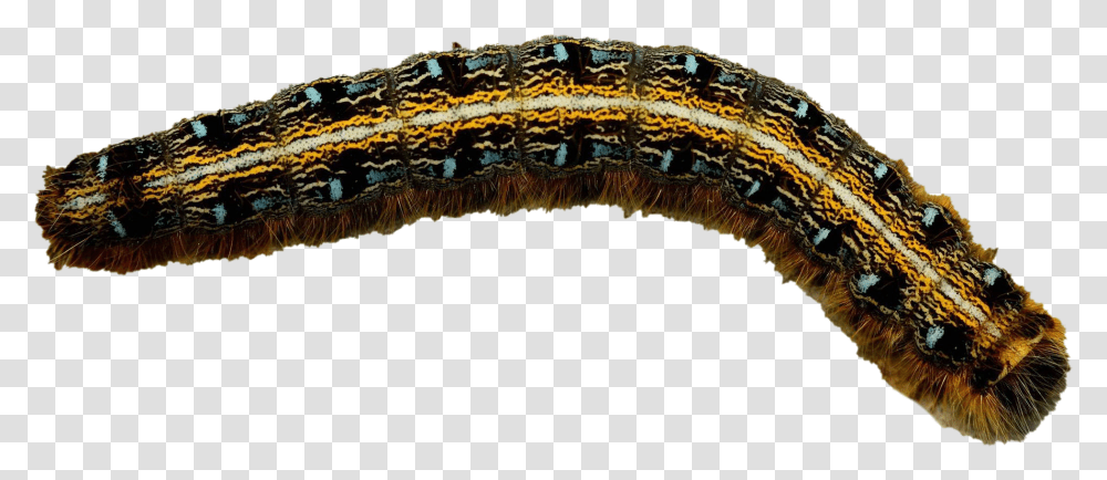 Real Caterpillar Photos Caterpillar, Worm, Invertebrate, Animal, Fungus Transparent Png