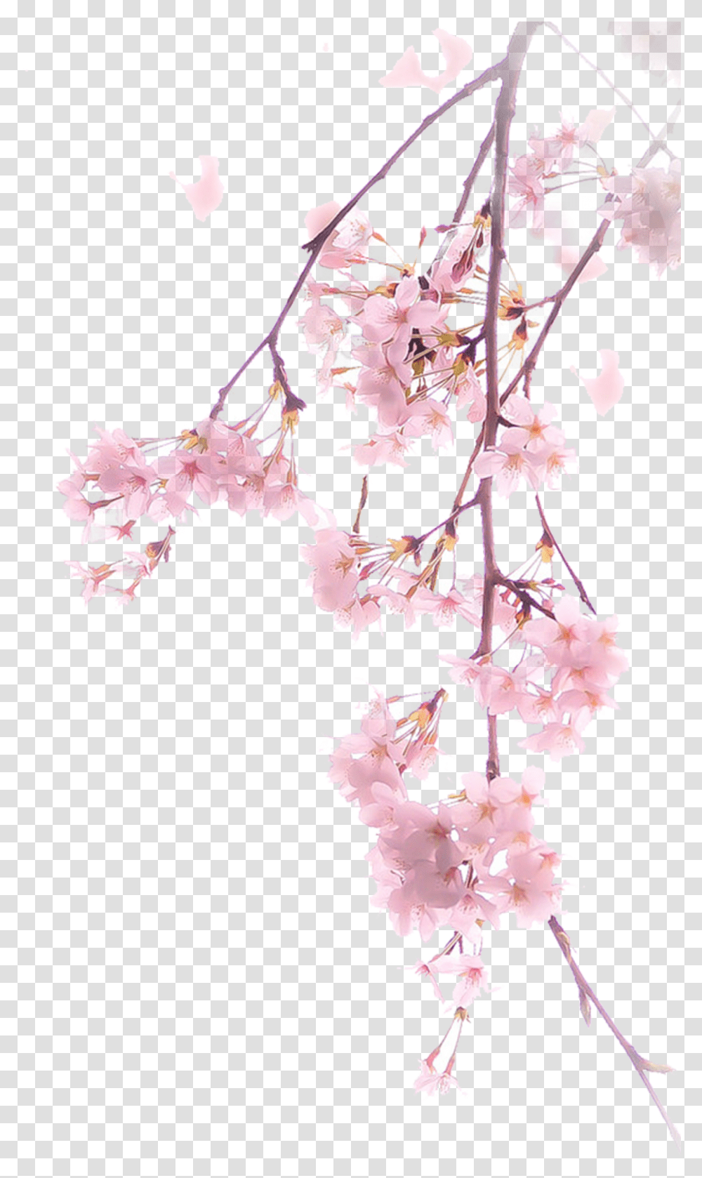 Real Cherry Blossom, Plant, Flower, Pattern Transparent Png