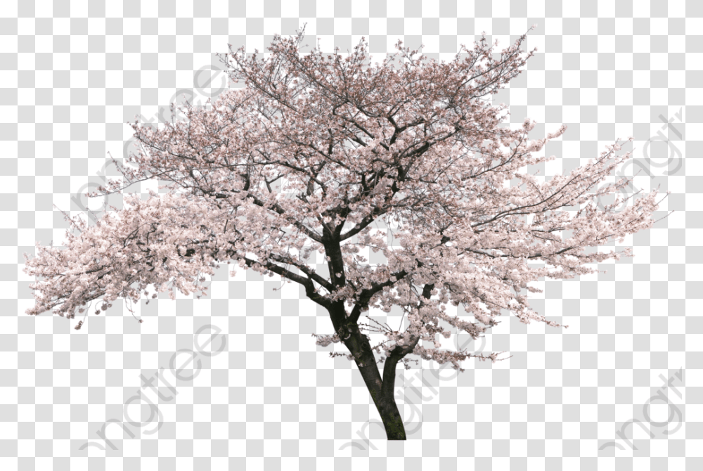 Real Cherry Blossom Trees, Plant, Flower Transparent Png