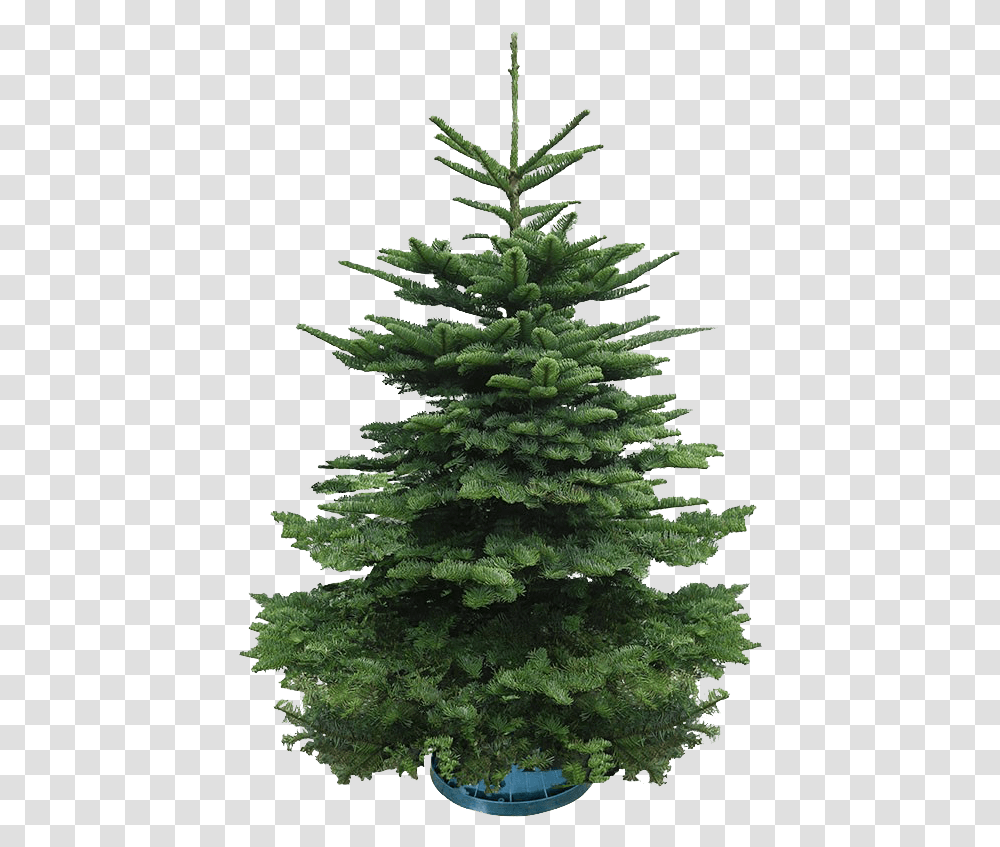 Real Christmas Tree 45 Feet Boreal Conifer, Plant, Ornament, Pine, Fir Transparent Png