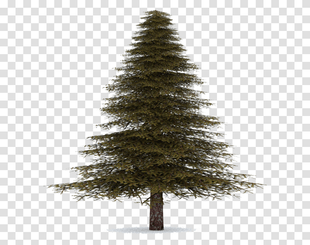 Real Christmas Tree, Plant, Ornament, Pine, Fir Transparent Png