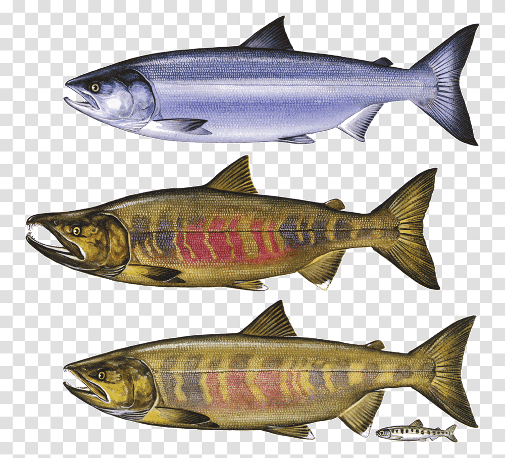 Real Chum Salmon Chum Salmon, Coho, Fish, Animal, Trout Transparent Png