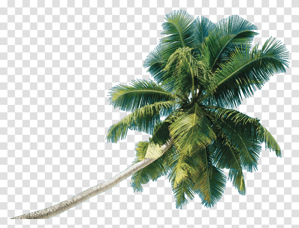 Real Coconut Tree Coconut Tree Hd, Plant, Leaf, Fern, Pattern Transparent Png
