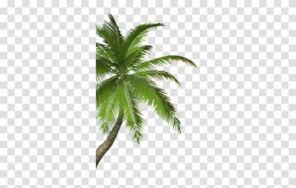 Real Coconut Tree Small Coconut Tree, Leaf, Plant, Palm Tree, Arecaceae Transparent Png