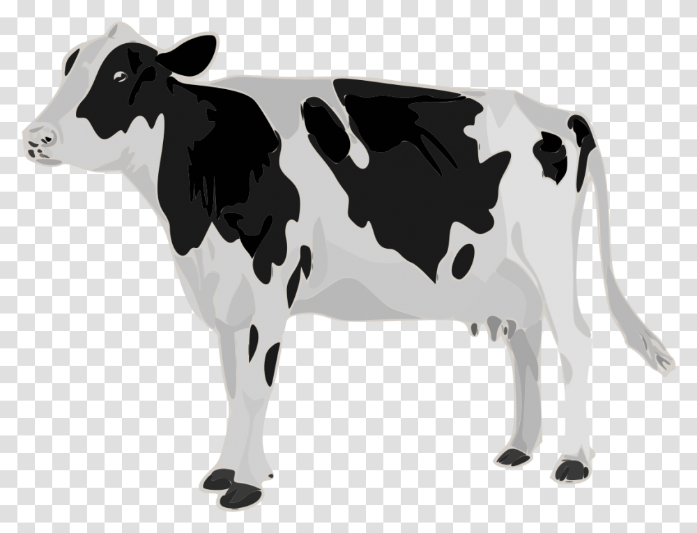 Real Cow White Background, Cattle, Mammal, Animal, Dairy Cow Transparent Png